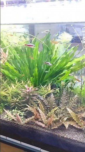 エキノドルスとの組み合わせ #水草 #エキノドルス #ルドウィジア #クリプトコリネ