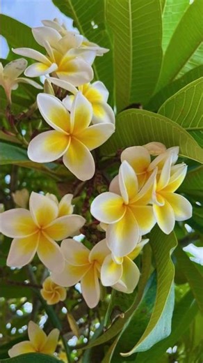 Beautiful Flowers & Their Types Nature's Beauty