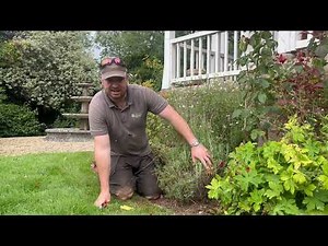 Deadheading Lavender!