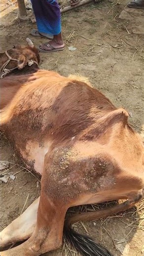 শীতে অতিরিক্ত দুর্বল গরু ক্রয় থেকে বিরত থাকুন। #cow #backgroundmusic #copyrightfree #sadmusic