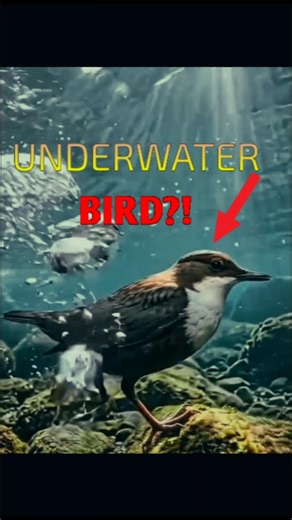 American Dippers Have a Hidden Ability #shorts #nature #wildlife