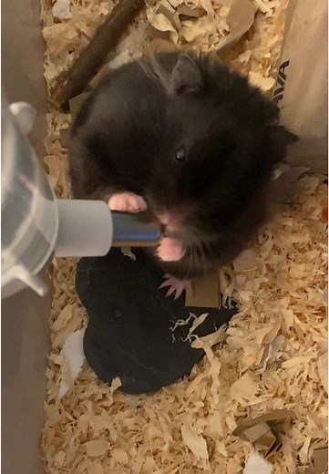 Cute Hamster Adventures That Will Make You Smile