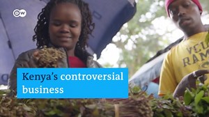 Kenya's controversial miraa business