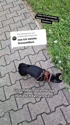 Antwort auf @rambona88 Grasmilben beim Hund natürlich behandeln ohne Chemie! #hundetipps #grasmilben #milben #dog #juckreiz #tiergesundheit #hundeauftiktok #cdl #kokosöl #apfelessig #natur #hundewissen #hundewelt