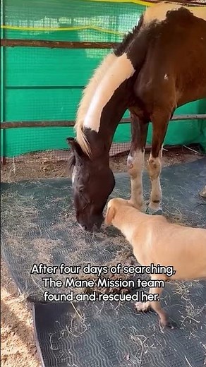 Rescued Injured Stray Horse Has Incredible Recovery Journey