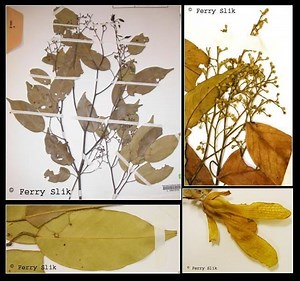 Shorea laevis - Alchetron, The Free Social Encyclopedia
