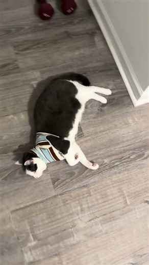 Laser tag cat #cat tired