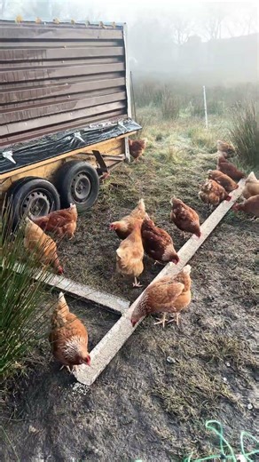Breakfast time for the chickens. #chickencoop #freerangechickens #farming