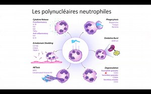 Introduction immune system first part