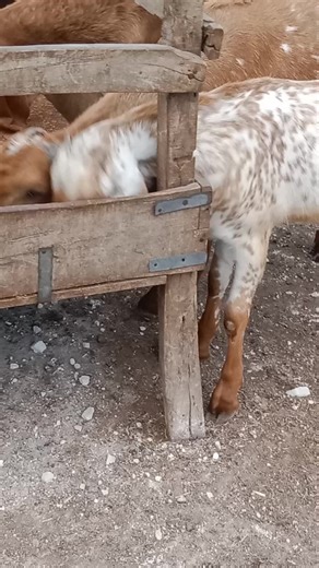 Abdul Rehman on TikTok