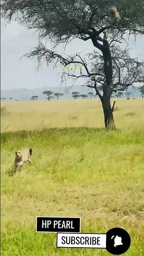Leopard: The Ultimate Jumping Stunt