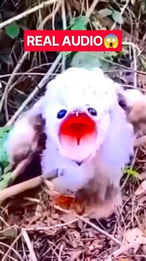 Unique Bird Sounds That Don't Even Sound Real (Ultra HD) 🎧✨#BirdSounds #RareBirds #BeautifulNature