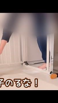 キッチンの中のお兄ちゃんに食べ物をおねだりするが塩対応すぎるチワワうにちゃん🐻‍❄️