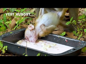 O.M.G poorest baby monkey Elpida very hungry to eat lots of food, Poor Elpida so starving