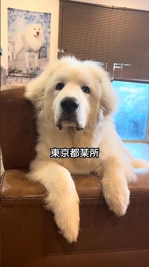 情熱大陸風な超大型犬グレートピレニーズの子犬🐻‍❄️✨ #puppy