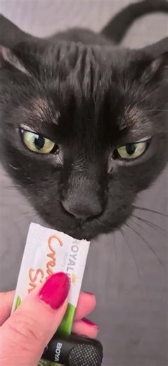 ASMR Cat Eating | Relaxing Feeding Sounds