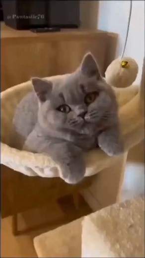 Video memes KhNrvOKDD by MegaMoisttt - iFunny