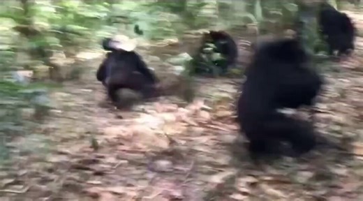 False narrative!! First this is happening in Ngogo,Kibale National Park! Second, the chimps’ names are true but Garrison and Morton were never alpha. In fact my colleagues and I observed and documented Morton’s death in a different lethal encounter!!Please verify your source!