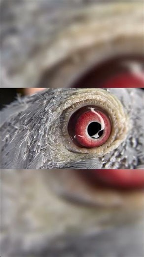 Understanding Bird Eye Colors 🌈👀