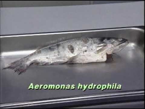 Fish pathogen: Aeromonas hydrophila