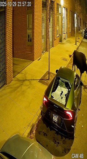 El Lamborghini 😭 #lamborghini #bull #toro | El Diario De Un Vaquero