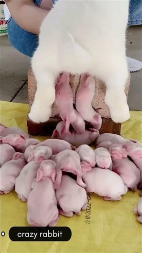 cute baby rabbit #animals #shorts #video