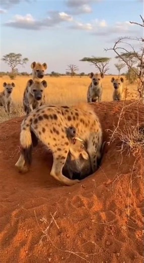 warthog vs hyena 🤣 When the Hyena pokes its head into the den… but is smoking dust from the Warthog!