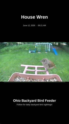 Rare Visitor! House Wren Feeding at My Ohio Feeder!
