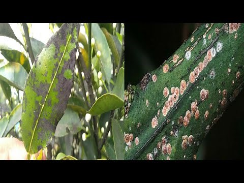 Control method sooty Mould and Scales insects in citrus trees.