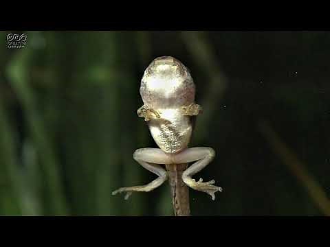 アマガエル オタマジャクシから手が出てカエルになるまで（ＮＨＫクリエイティブ・ライブラリーより、No.0076)