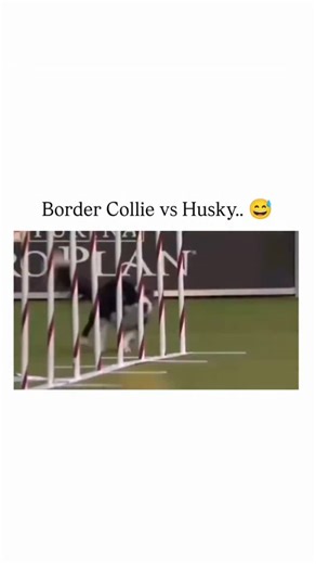 sportsrush on Instagram: "The video juxtaposes a Border Collie's rapid, precise navigation of an agility course against a Husky's slow, playful meander, capturing breed stereotypes in a light-hearted clip from October 2025. Border Collies rank as the most intelligent dog breed according to Stanley Coren's 1994 study, excelling in herding and sports like agility due to their high energy and focus. Siberian Huskies, bred for Arctic sledding, prioritise stamina over speed in non-native environments