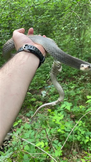 Southern black masked racer #snakes #louisiana #reptile
