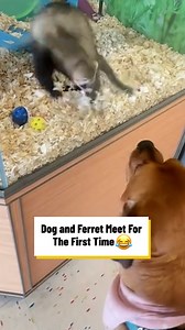Dog And Ferret Meet For The First Time 🐾❤️ | Lovimals