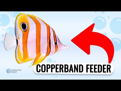 Feeding Made Simple: Train Your Copperband Butterflyfish's Diet