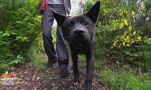 Animaux à adopter - Sid et Justin - Animaux à adopter | TF1+