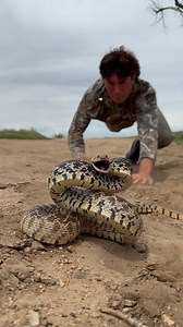 1 of 7 Bull snakes found in Colorado. Really enjoyed the high blacks on the dorsal scales! . . . #Snakes #reptiles #animals #herping #funny #herpetology #animals | Aiden Adams