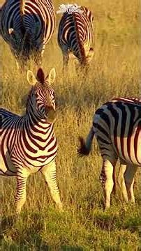 Why Zebras Confuse Every Predator 🤯