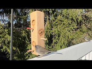 DIY Suet Bird Feeder 👍 🐦‍⬛