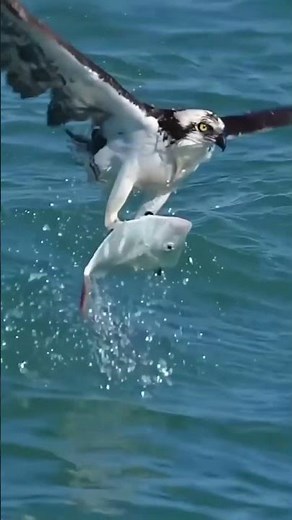 Osprey’s Lightning Dive! 🐟 Epic Fish Catch Caught on Camera