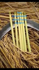 ในอดีตเมื่อ 40-50 กว่าปีที่แล้ว วิทยุทรานซิสเตอร์คือเพื่อนคู่ใจในการทำงาน ไม่ว่าจะเป็นดำนาหรือเกี่ยวข้าว เปิดสนั่นลั่นทุ่งช่างมีความสุขจริงๆครับ #วิทยุ #วิทยุทรานซิสเตอร์ #เพื่อนคู่ใจยามทำงาน #เปิดสนั่นลั่นทุ่ง #ภาพประทับใจ #ภาพในอดีต #อดีตแห่งความสุข #story #geography #Tuesdaynights | Praween Chanthachorn