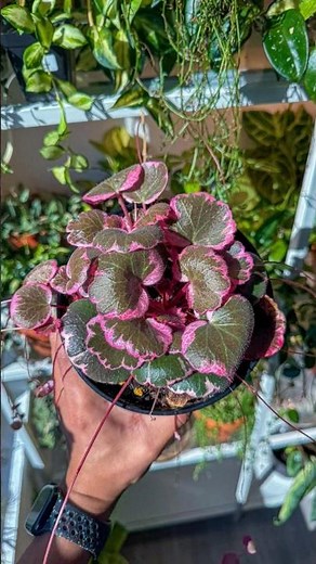 Variegated Strawberry Begonia (Saxifraga stolonifera 'Tricolor' or 'Variegata'). It is a popular,