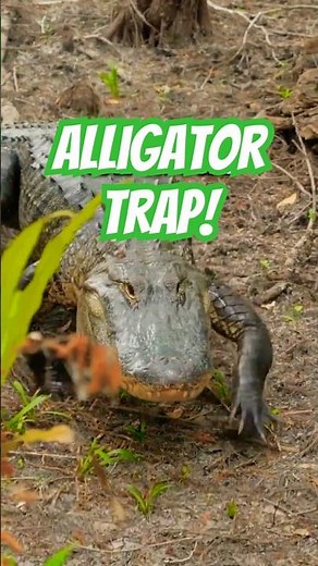 ALLIGATOR TRAPPING Secrets! Hunting Queen