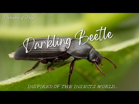 Darkling Beetle 🐞 | INSECTS FOR KIDS Learning | Nature | Educational