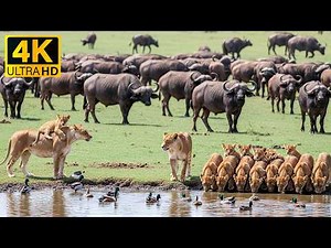 Beautiful Wildlife in 4K 🌍 Peaceful Animal Moments with Gentle Music and Calm Atmosphere