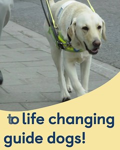 434K views · 121 reactions | Sponsor an adorable puppy from just £1 per week! Help Willow, Cooper and Coco transform the life of someone with sight loss. When you sponsor a puppy you’ll receive regular Pupdates and photos, access to your puppy’s exclusive Facebook group, a puppy magnet and much more! | Guide Dogs UK | Facebook