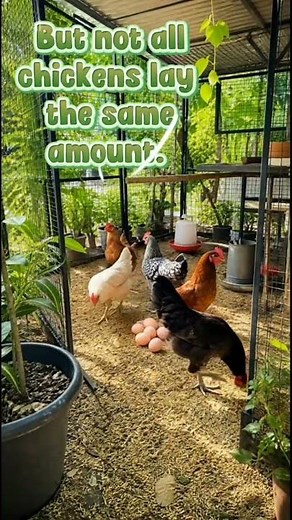 How many eggs do chickens lay per day?