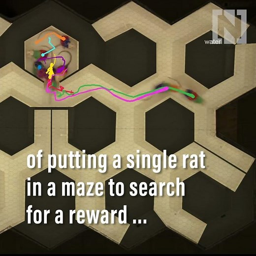 Reinventing the rat in the maze experiment