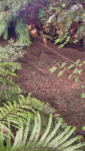 Could you catch? #trout #fishing #newzealand #adventure #travelnz #browntrout #rainbowtrout #troutfishing #riverfishing #explorenz #goprofishing #flyfishing #nymphing #dryfly #fishitwell #catchandrelease #sightfishing #bigtrout #keepemwet | Trout Hunting NZ