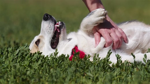 Cte corgi enjoying getting his belly rubbed by his owner - Free Stock Video