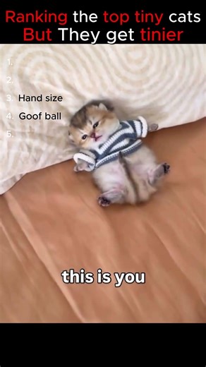 These Cats Are Smaller Than Your Hand 😭 Top 5 Tiniest Cats#cats #shorts #funnycats